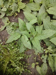 Symphytum caucasicum