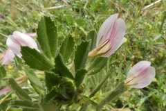 Ononis biflora
