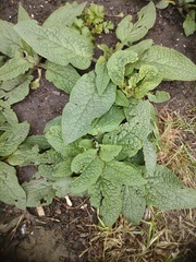 Symphytum caucasicum