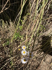 Chaenostoma floribundum