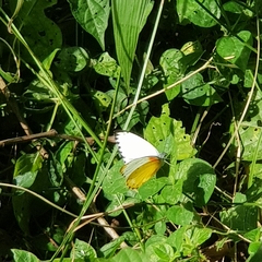 Belenois thysa thysa