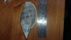 Alcithoe arabica