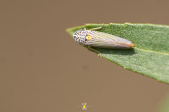 Graphocephala aurora