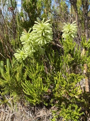 Erica sessiliflora