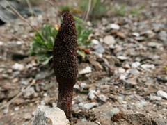 Cynomorium coccineum