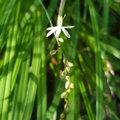 Chlorophytum saundersiae