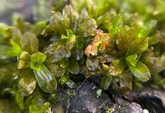 Syntrichia latifolia