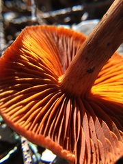 Cortinarius californicus image