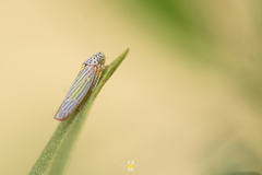 Graphocephala aurora