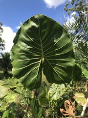 Montrichardia