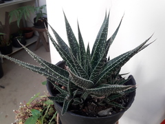× Gasteraloe