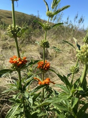 Leonotis
