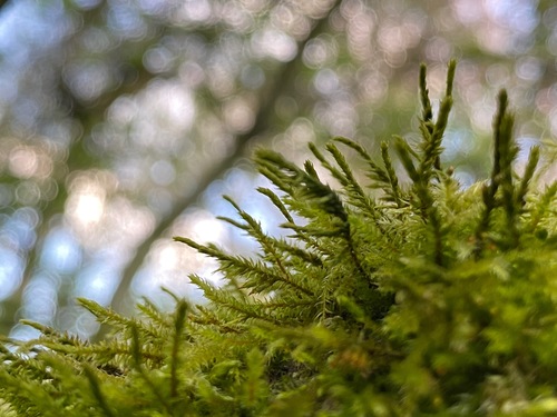 Lateral Cryphaea