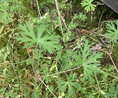 Geranium carolinianum carolinianum
