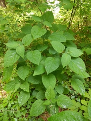 Clerodendrum trichotomum