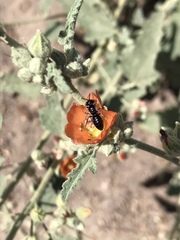 Calliopsis subalpina