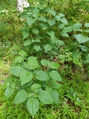 Clerodendrum trichotomum