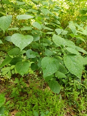 Clerodendrum trichotomum