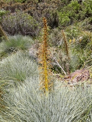 Aciphylla glaucescens