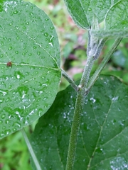 Clerodendrum trichotomum