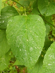 Clerodendrum trichotomum