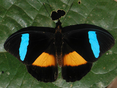 Nessaea obrinus