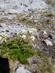Anisotome pilifera