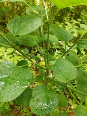 Clerodendrum trichotomum