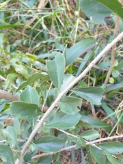Ehretia rigida nervifolia