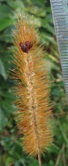 Setaria sphacelata