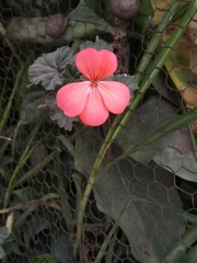 Pelargonium × hybridum