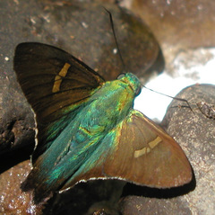 Ectomis eudoxus