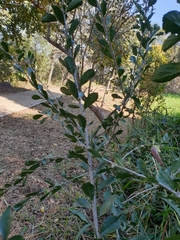 Ehretia rigida nervifolia