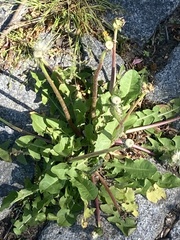 Taraxacum officinale