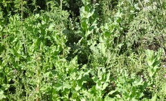 Papaver somniferum