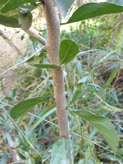 Ehretia rigida nervifolia