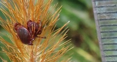 Rhipicephalus maculatus