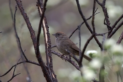 Aimophila ruficeps canescens