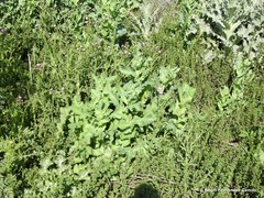 Papaver somniferum