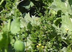 Urtica urens