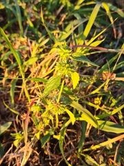 Leucas martinicensis