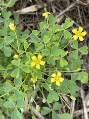 Oxalis texana