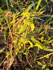 Leucas martinicensis