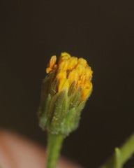 Bidens leptocephala