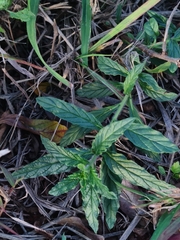 Leucas martinicensis