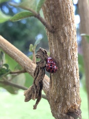 Harmonia axyridis