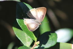 Deudorix diocles