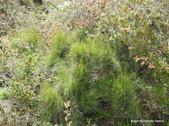 Ephedra major major