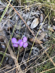 Callisia ornata