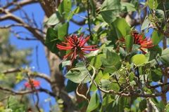 Erythrina flabelliformis